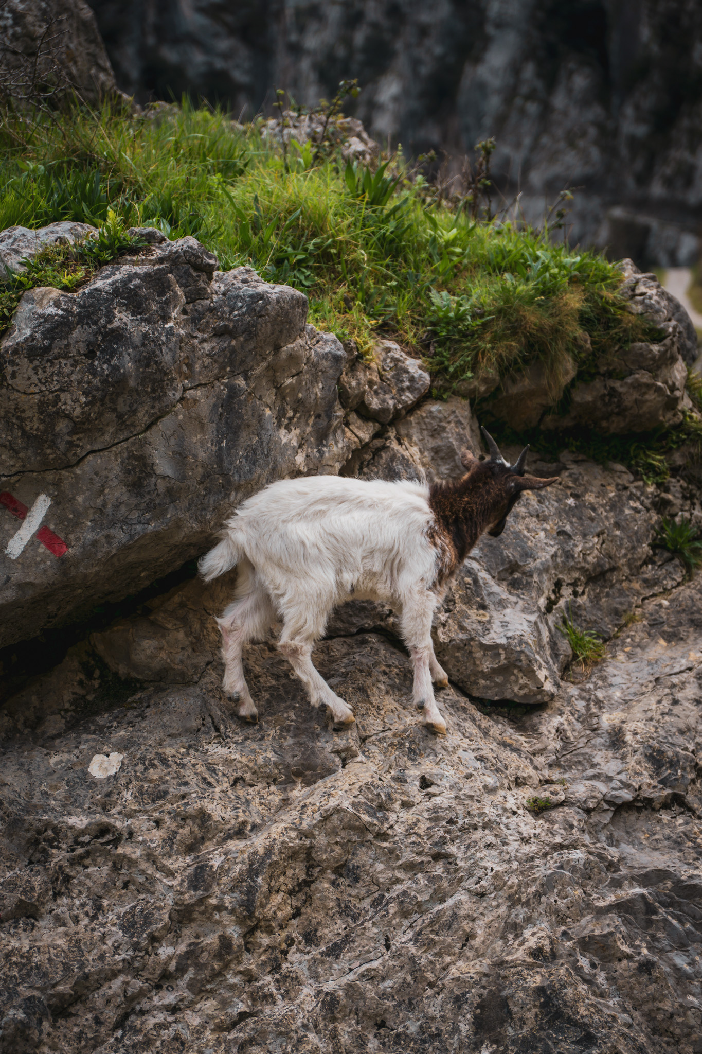 Picos de Europa photo 18